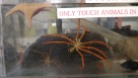 A gigantic sea spider in the touch tank.