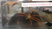 A gigantic sea spider in the touch tank.